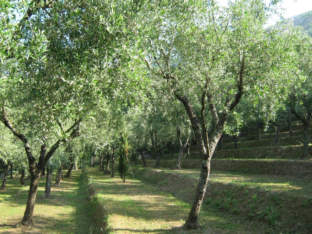 L'Arcadia Konuk evi Pietrasanta Dış mekan fotoğraf